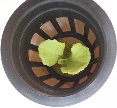 Салат в гидропонной установке один