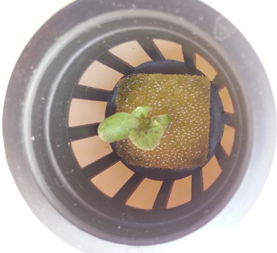 Салат в гидропонной установке второй