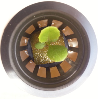 Салат в гидропонной установке третий