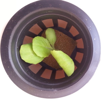 Салат в гидропонной установке четвертый