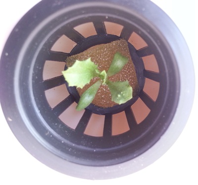 Салат в гидропонной установке пятый