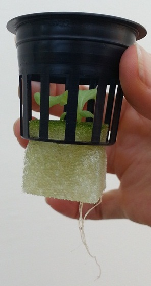 Росток посаженный в горшочек