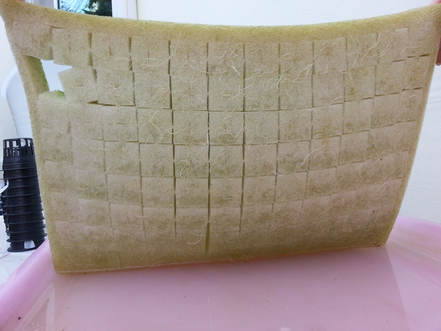 Корни ростков