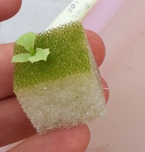 Отдельный росток