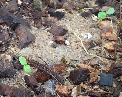 Папайя в грунте