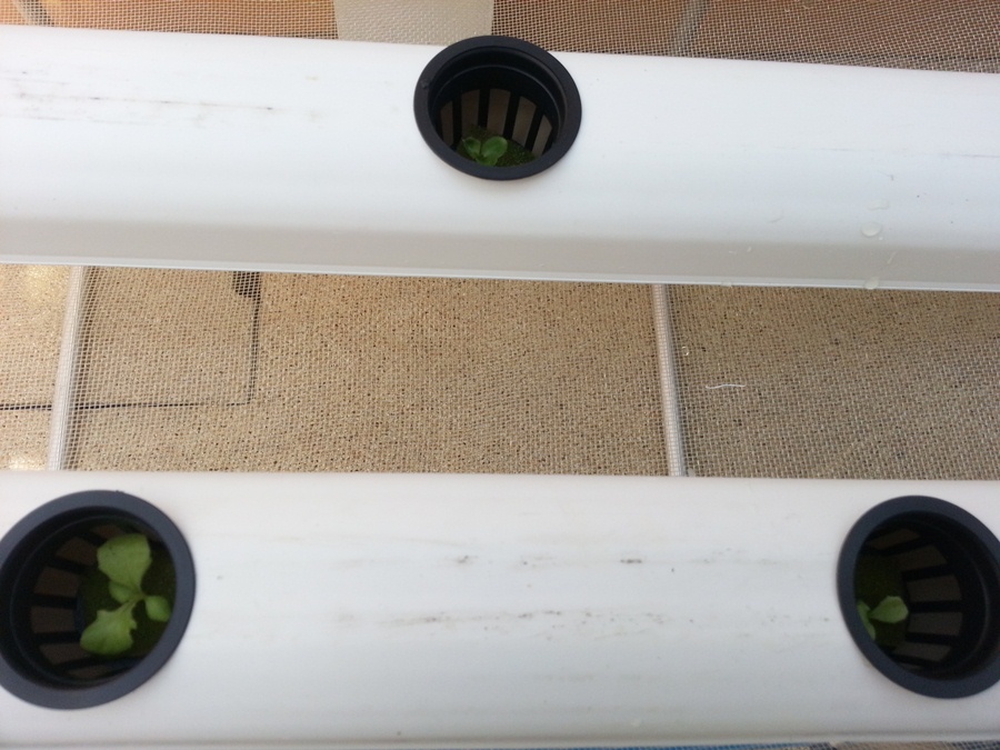 Горшочек в гидропонике