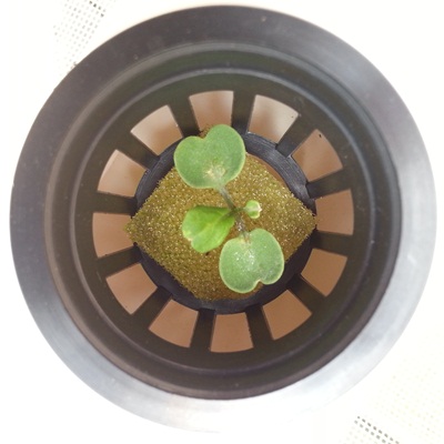 Руккола в гидропонике