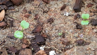 Руккола в грунте